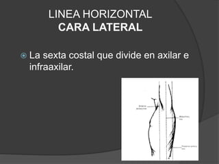 LINEA HORIZONTAL
CARA LATERAL
 La sexta costal que divide en axilar e
infraaxilar.
 