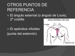 OTROS PUNTOS DE
REFERENCIA
 El ángulo esternal (o ángulo de Louis),
2ª costilla
 El apéndice xifoides
(punta del esternón)
 