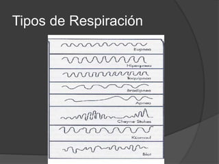 Tipos de Respiración
 