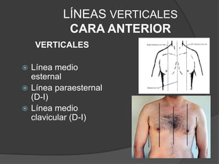 LÍNEAS VERTICALES
CARA ANTERIOR
VERTICALES
 Línea medio
esternal
 Línea paraesternal
(D-I)
 Línea medio
clavicular (D-I)
 