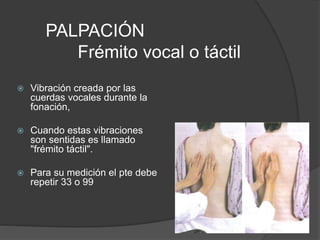 PALPACIÓN
Frémito vocal o táctil
 Vibración creada por las
cuerdas vocales durante la
fonación,
 Cuando estas vibraciones
son sentidas es llamado
"frémito táctil".
 Para su medición el pte debe
repetir 33 o 99
 