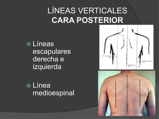 LÍNEAS VERTICALES
CARA POSTERIOR
 Líneas
escapulares
derecha e
izquierda
 Línea
medioespinal
 