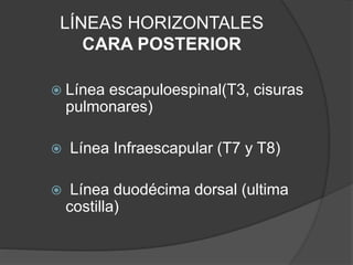 LÍNEAS HORIZONTALES
CARA POSTERIOR
 Línea escapuloespinal(T3, cisuras
pulmonares)
 Línea Infraescapular (T7 y T8)
 Línea duodécima dorsal (ultima
costilla)
 