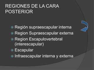 REGIONES DE LA CARA
POSTERIOR
 Región supraescapular interna
 Region Supraescapular externa
 Region Escapulovertebral
(interescapular)
 Escapular
 Infraescapular interna y externa
 