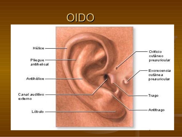 El cuello duele volver y de ella y la cabeza duele
