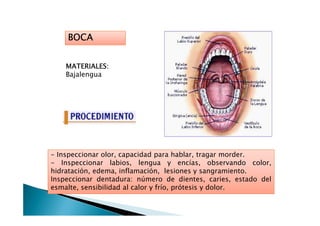 BOCABOCABOCABOCA
MATERIALES:MATERIALES:MATERIALES:MATERIALES:
Bajalengua
- Inspeccionar olor, capacidad para hablar, tragar morder.
- Inspeccionar labios, lengua y encías, observando color,
hidratación, edema, inflamación, lesiones y sangramiento.
Inspeccionar dentadura: número de dientes, caries, estado del
esmalte, sensibilidad al calor y frío, prótesis y dolor.
 