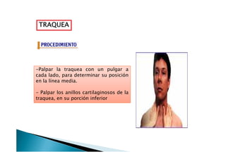 TRAQUEATRAQUEATRAQUEATRAQUEA
-Palpar la traquea con un pulgar a
cada lado, para determinar su posición
en la línea media.en la línea media.
- Palpar los anillos cartilaginosos de la
traquea, en su porción inferior
 