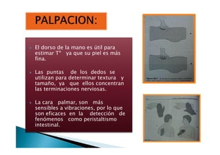 El dorso de la mano es útil para
estimar Tº ya que su piel es más
fina.
Las puntas de los dedos se
utilizan para determinar textura yutilizan para determinar textura y
tamaño, ya que ellos concentran
las terminaciones nerviosas.
La cara palmar, son más
sensibles a vibraciones, por lo que
son eficaces en la detección de
fenómenos como peristaltismo
intestinal.
 