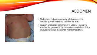 examen-fisico-neo-del-recien-nacido-pptx