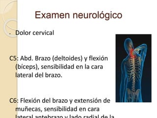 Examen neurológico
• Dolor cervical
C5: Abd. Brazo (deltoides) y flexión
(bíceps), sensibilidad en la cara
lateral del bra...