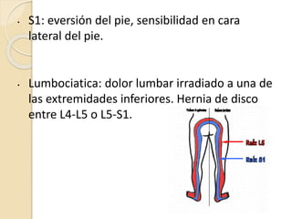 • S1: eversión del pie, sensibilidad en cara
lateral del pie.
• Lumbociatica: dolor lumbar irradiado a una de
las extremid...