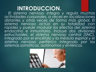 INTRODUCCION.
El sistema nervioso integra y regula muchas
actividades corporales, a veces en localizaciones
distantes y otras veces de forma más global. El
sistema nervioso actúa en su totalidad con
rapidez y puede modular los efectos del sistema
endocrino e inmunitario. Incluye dos divisiones
estructurales: el sistema nervioso central (SNC),
integrado por el encéfalo y la médula espinal y el
sistema nervioso periférico integrado por los
sistemas somáticos, autónomos y entéricos.
 