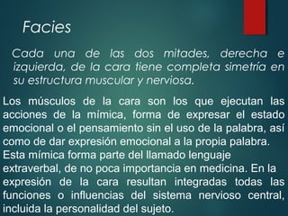Facies
Cada una de las dos mitades, derecha e
izquierda, de la cara tiene completa simetría en
su estructura muscular y nerviosa.
Los músculos de la cara son los que ejecutan las
acciones de la mímica, forma de expresar el estado
emocional o el pensamiento sin el uso de la palabra, así
como de dar expresión emocional a la propia palabra.
Esta mímica forma parte del llamado lenguaje
extraverbal, de no poca importancia en medicina. En la
expresión de la cara resultan integradas todas las
funciones o influencias del sistema nervioso central,
incluida la personalidad del sujeto.
 