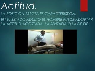 Actitud.
LA POSICIÓN ERECTA ES CARACTERÍSTICA.
EN EL ESTADO ADULTO EL HOMBRE PUEDE ADOPTAR
LA ACTITUD ACOSTADA, LA SENTADA O LA DE PIE.
 