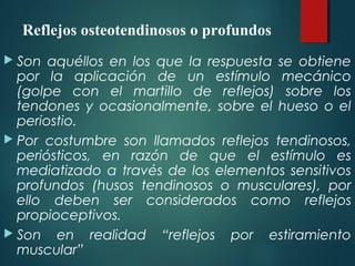 Reflejos osteotendinosos o profundos
 Son aquéllos en los que la respuesta se obtiene
por la aplicación de un estímulo mecánico
(golpe con el martillo de reflejos) sobre los
tendones y ocasionalmente, sobre el hueso o el
periostio.
 Por costumbre son llamados reflejos tendinosos,
periósticos, en razón de que el estímulo es
mediatizado a través de los elementos sensitivos
profundos (husos tendinosos o musculares), por
ello deben ser considerados como reflejos
propioceptivos.
 Son en realidad “reflejos por estiramiento
muscular”
 