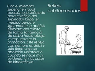 Reflejo
cubitopronador.
Con el miembro
superior en igual
posición a la señalada
para el reflejo del
supinador largo, el
médico percute
ligeramente la apófisis
estiloides del cúbito,
de forma tangencial
de arriba hacia abajo;
la respuesta es la
pronación. Este reflejo
casi siempre es débil y
solo tiene valor su
abolición unilateral o
cuando se hace muy
evidente, en los casos
de hiperreflexia
 