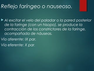 Reflejo faríngeo o nauseoso.
 Al excitar el velo del paladar o la pared posterior
de la faringe (con un hisopo), se produce la
contracción de los constrictores de la faringe,
acompañada de náuseas.
Vía aferente: IX par.
Vía eferente: X par.
 