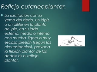 Reflejo cutaneoplantar.
 La excitación con la
yema del dedo, un lápiz
o un alfiler en la planta
del pie, en su lado
externo, medio o interno,
con mucha, ligera o muy
escasa presión (según las
circunstancias), provoca
la flexión plantar de los
dedos; es el reflejo
plantar.
 