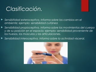 Clasificación.
 Sensibitidad exteroceptiva. Informa sobre los cambios en el
ambiente; ejemplo: sensibilidad cutánea
 Sensibilidad propioceptiva. Informa sobre los movimientos del cuerpo
y de su posición en el espacio; ejemplo: sensibilidad proveniente de
los huesos, los músculos y las articulaciones.
 Sensibilidad interoceptiva. Informa sobre la actividad visceral.
 