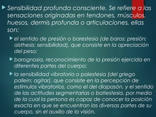  Sensibilidad profunda consciente. Se refiere a las
sensaciones originadas en tendones, músculos,
huesos, dermis profunda o articulaciones, ellas
son:
 el sentido de presión o barestesia (de baros: presión;
aisthesis: sensibilidad), que consiste en la apreciación
del peso;
 barognosia, reconocimiento de la presión ejercida en
diferentes partes del cuerpo;
 la sensibilidad vibratoria o palestesia (del griego
pallein; agitar), que consiste en la percepción de
estímulos vibratorios, como el del diapasón, y el sentido
de las actitudes segmentarias o batiestesia, por medio
de la cual la persona es capaz de conocer la posición
exacta en que se encuentran las diversas partes de su
cuerpo, sin el auxilio de la visión.
 