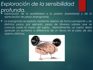 Exploración de la sensibilidad
profunda. Exploración de la sensibilidad a la presión (barestesia) y de la
apreciación de pesos (barognosia).
 La barognosia se explora mediante objetos de forma semejante y de
distintos pesos, por ejemplo, pesos de diversos valores que se
colocan sobre la mano del sujeto. Normalmente, un sujeto debe
apreciar un aumento o diferencia de un tercio en el peso de dos
objetos distintos.
 
