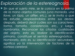 Exploración de la estereognosia.
 Sin que el sujeto mire, se le coloca en la palma
de la mano objetos comunes (una moneda, una
llave, un lápiz, un alfiler, etc.), se le invita a que
los estudie, desplazándolos entre sus dedos;
después, deberá decir cuáles son sus caracteres:
forma, tamaño, consistencia, etc., y luego,
nombrarlos. Reconocer las citadas cualidades
del objeto, esto es, realizar la identificación
primaria, constituye el sentido estereognóstico.
Nombrarlo, esto es, su identificación secundaria,
significa ya la intervención de factores de la
corteza cerebral.
 