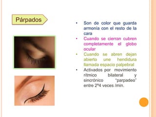 Párpados

•
•
•
•

Son de color que guarda
armonía con el resto de la
cara
Cuando se cierran cubren
completamente el globo
ocular
Cuando se abren dejan
abierto
une
hendidura
llamada espacio palpebral
Activados por movimiento
rítmico
bilateral
y
sincrónico
“parpadeo”
entre 2ª4 veces /min.

 