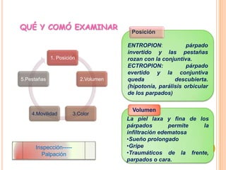 QUÉ Y COMÓ EXAMINAR

1. Posición

5.Pestañas

4.Movilidad

Inspección----Palpación

2.Volumen

3.Color

Posición
ENTROPION:
párpado
invertido y las pestañas
rozan con la conjuntiva.
ECTROPION:
párpado
evertido y la conjuntiva
queda
descubierta.
(hipotonía, parálisis orbicular
de los parpados)
Volumen
La piel laxa y fina de los
párpados
permite
la
infiltración edematosa
•Sueño prolongado
•Gripe
•Traumáticos de la frente,
parpados o cara.

 