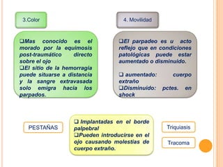 3.Color

4. Movilidad

Mas conocido es el
morado por la equimosis
post-traumático
directo
sobre el ojo
El sitio de la hemorragia
puede situarse a distancia
y la sangre extravasada
solo emigra hacia los
parpados.

PESTAÑAS

El parpadeo es u acto
reflejo que en condiciones
patológicas puede estar
aumentado o disminuido.
 aumentado:
cuerpo
extraño
Disminuido: pctes. en
shock

 Implantadas en el borde
palpebral
Pueden introducirse en el
ojo causando molestias de
cuerpo extraño.

Triquiasis
Tracoma

 