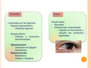 Humedad

Lubricadas por las lagrimas
- Ángulo superoexterno
- Glándula lagrimal
- Ángulo interno
- Orificios y conductos
lacrimonasales.
- Hiposecreción
- Síndrome de Sjögren
- Xeroftalmia
- Hipersecreción
- Bacteriana
- Virales o alérgicas

Lisura

Puede haber:
- Secuelas
- Adherencias conjuntivales
- Impiden el movimiento y
ocluyen los conductos
lagrimales.

 