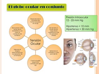 El globo ocular en conjunto
Presión Intraocular
12 - 25 mm Hg

Depende de la
cantidad de
humor acuosos
en el ojo
Que pasan a las
venas de la
esclerótica y se
unen al
conducto de
Schlemn

Se secreta a
través de los
vasos de la
superficie int de
los procesos
ciliares

Tensión
Ocular
Sale por el
ángulo
iridocorneal por
los espacios de
la fontana

Bañando al
cristalina y cara
post del iris

Y por la pupila
pasa a la
cámara ant del
ojo

Hipotenso < 10 mm
Hipertenso > 30 mm hg

 