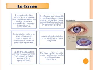 La Cornea
Redondeada, lisa,
brillante y transparente,
constituye el extremo ant
del ojo unido a la
esclerótica en el limbo
esclerocornial.

Su inflamación- queratitis
caracterizado por dolor
intenso, lagrimeo, cierre
espasmódico de los ojos,
intolerancia a la luz.

Secundariamente a la
queratitis puede
presentarse úlceras
corneales al cicatrizar
producen opacidad.

Las opacidades totales
de la cornea producen
ceguera.

La deformación de la
cornea que aumenta la
convexidad ant de la
misma se llama
queratocono.

Produce trastornos en la
visión y suele acompañar
de astigmatismo
avanzado.

 