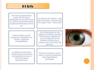 El iris
El iris esta pigmentado
(color de los ojos) y
perforado en el centro por
un orificio circular llamado
pupila permite paso de la
luz.

La inflamación del iris – iritis
pero siempre compromete
el cuerpo ciliar - iridociclitis

Intenso dolor ocular,
profundo, irradiado a la
frente y regiones
infraorbitarias.

Si la inflamación es de
origen bacteriano puede
formarse pus (hipopion)
que se deposita en el
extremo inferior de la
cámara ant a manera de
grumos.

La deformación de la
cornea que aumenta la
convexidad ant de la
misma se llama
queratocono.

Produce trastornos en la
visión y suele acompañar
de astigmatismo
avanzado.

 