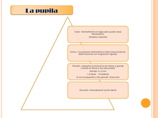 La pupila

Color.- Normalmente es negra pero puede verse
blanquesina.
Grisásea-cataratas

Forma.- Los procesos inflamatorios e infecciosos producen
deformaciones con angulación agudas.

Tamaño.- pequeña cuando la luz es intensa y grande
cuando es tenue o hay obscuridad.
Normal- 2 y 5 mm
< 2 Miosis

>5 Midriasis

Si una es pequeña y otra grande- Anisocoria

Situación-. Normalmente centro del iris

 