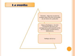 La pupila

Número.- Algunas ocasiones
puede verse mas de una pupila
en el mismo iris- policoria

Hippus fisiológico.- Acción
constante de la luz y el
antagonismo permanente entre
las funciones constrictoras y
dilatadoras.

Reflejos de la luz

 