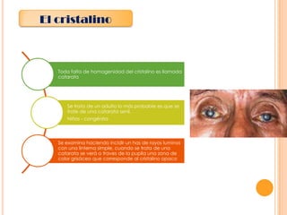 El cristalino

Toda falta de homogenidad del cristalino es llamada
catarata

Se trata de un adulto lo más probable es que se
trate de una catarata senil.
Niños - congénita

Se examina haciendo incidir un has de rayos luminos
con una linterna simple, cuando se trata de una
catarata se verá a traves de la pupila una zona de
color grisáceo que corresponde al cristalino opaco

 