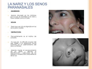 LA NARIZ Y LOS SENOS
PARANASALES
















ANAMNESIS:
Aremos Hincapié en los síntomas
por lo que se considera a la nariz y
fosas nasales como un todo
DOLOR:
Tiene que ver con el originado en los
senos para nasales
OBSTRUCCION:
Frecuentemente es el motivo de
consulta
Ya que por la dificulta al paso del
aire obliga a la respiración bucal
evitando así el calentamiento del
aire y su filtrado
Además impide el reconocimiento
de los
olores
y dificulta
la
identificación
adecuada de los
sabores y modifica las características
de la voz

 