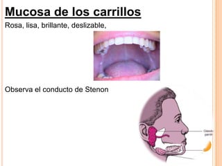 Mucosa de los carrillos
Rosa, lisa, brillante, deslizable,

Observa el conducto de Stenon

 