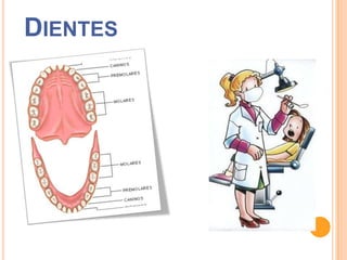 DIENTES

 