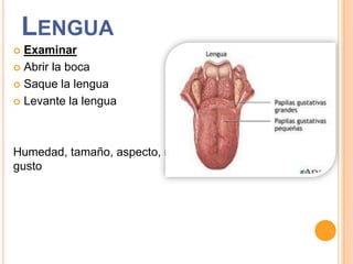 LENGUA
Examinar
 Abrir la boca
 Saque la lengua
 Levante la lengua


Humedad, tamaño, aspecto, movilidad, aliento, sentido del
gusto

 