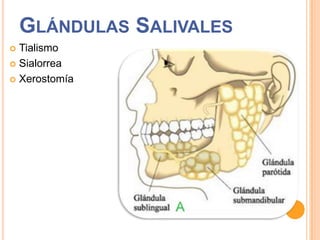 GLÁNDULAS SALIVALES
Tialismo
 Sialorrea
 Xerostomía


 