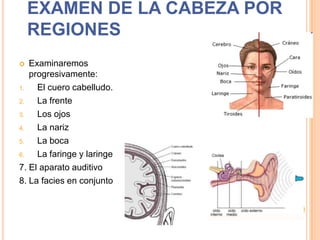 EXAMEN DE LA CABEZA POR
REGIONES
Examinaremos
progresivamente:
1.
El cuero cabelludo.
2.
La frente
3.
Los ojos
4.
La nariz
5.
La boca
6.
La faringe y laringe
7. El aparato auditivo
8. La facies en conjunto


 
