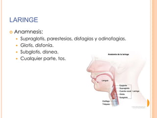 LARINGE


Anamnesis:
Supraglotis, parestesias, disfagias y odinofagias.
 Glotis, disfonía.
 Subglotis, disnea.
 Cualquier parte, tos.


 