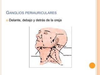 GANGLIOS PERIAURICULARES


Delante, debajo y detrás de la oreja

 