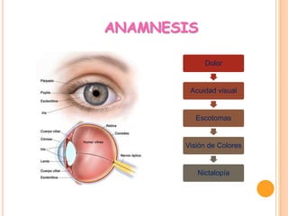 ANAMNESIS
Dolor

Acuidad visual

Escotomas

Visión de Colores

Nictalopía

 