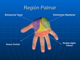 Examen físico mano | PPT