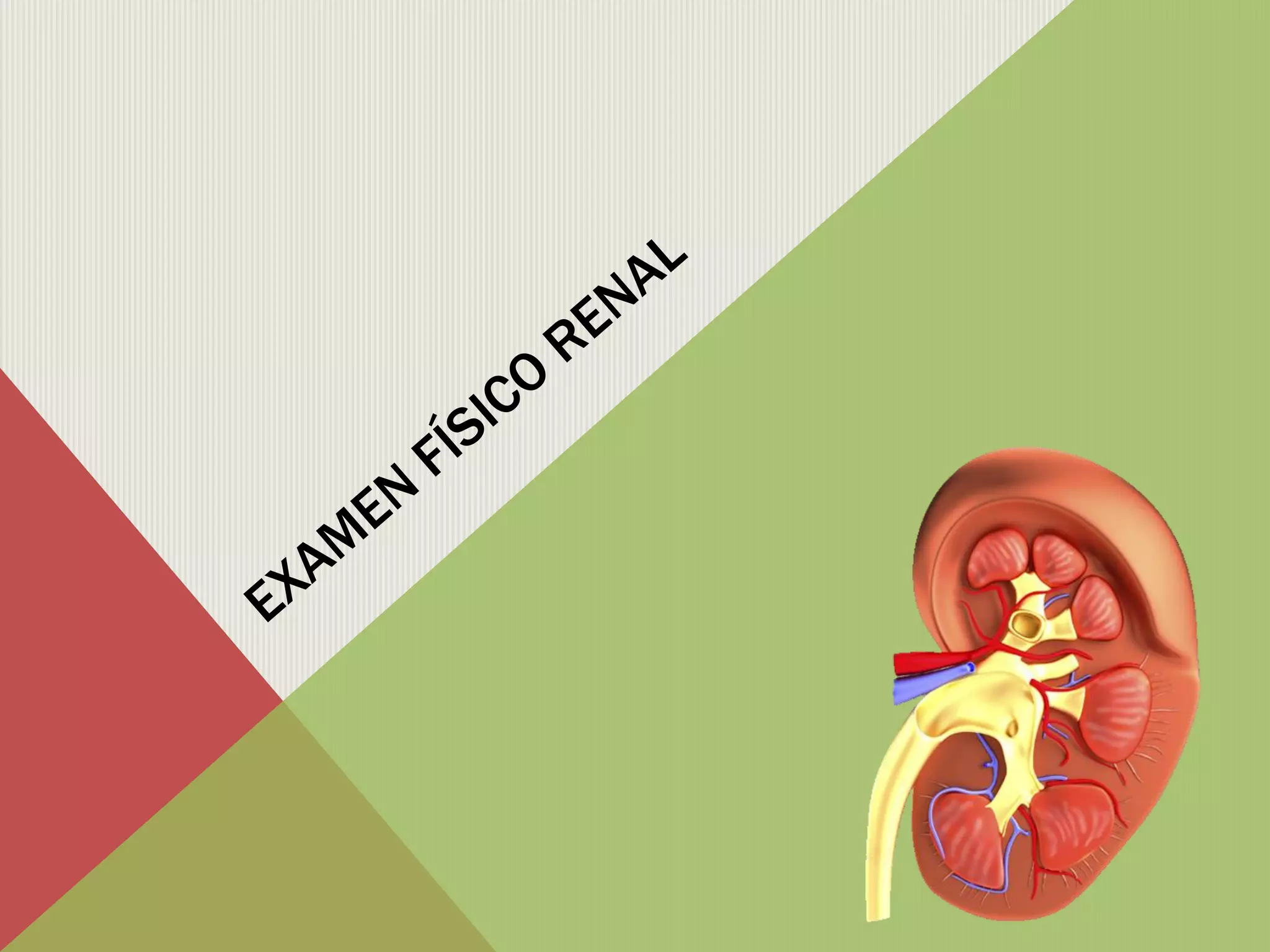Examen físico renal | PDF