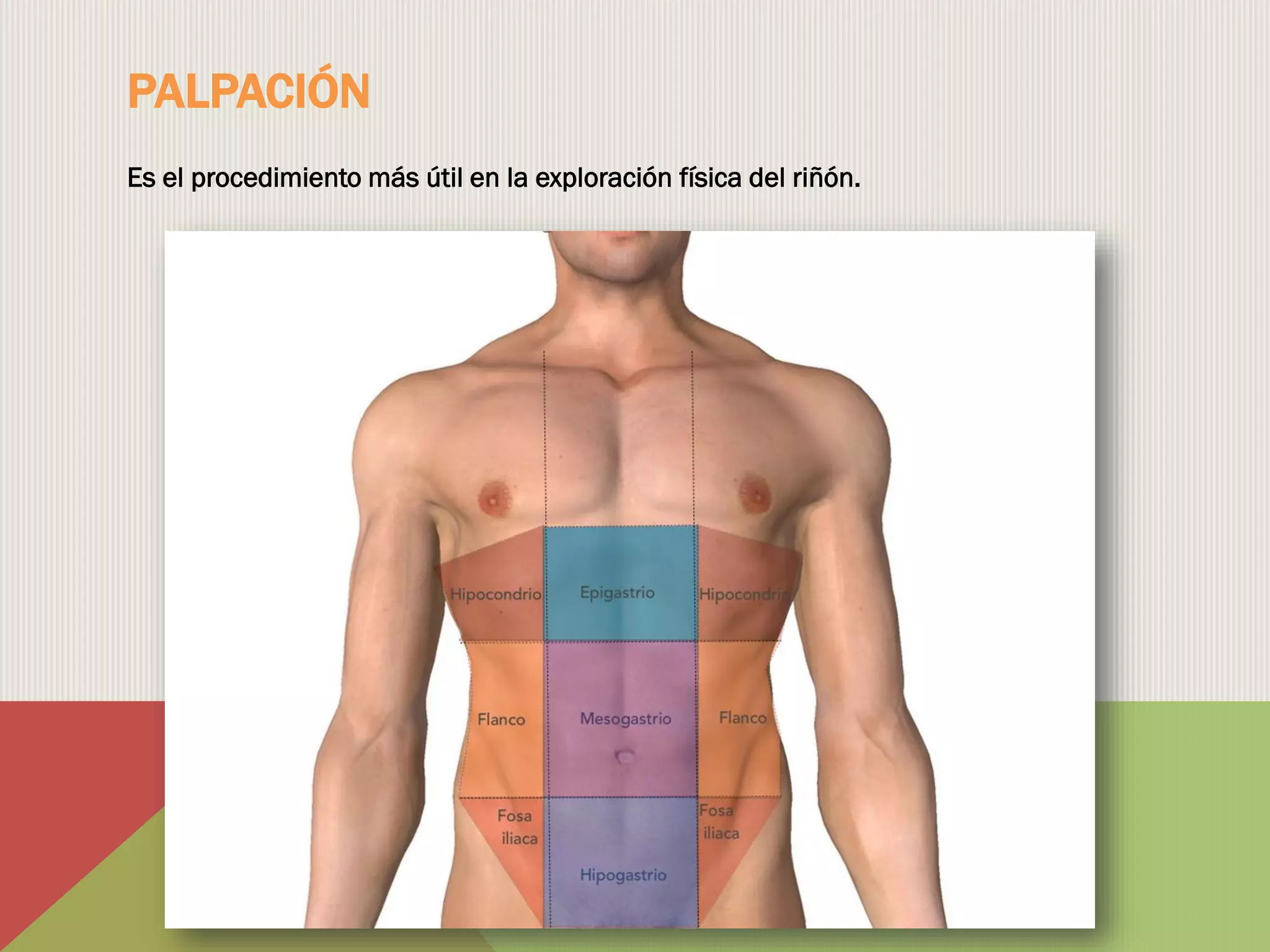Examen físico renal | PDF
