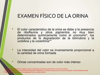 EXAMEN FÍSICO DE LA ORINA
• El color característico de la orina se debe a la presencia
de riboflavina y otros pigmentos no muy bien
determinados químicamente como el urocromo*, los
productos de la degradación de la bilirrubina y la
urobilina y la uroeritrina**
• La intensidad del color es inversamente proporcional a
la cantidad de orina formada
• Orinas concentradas son de color más intenso
*Producto del metabolismo endógeno que en condiciones normales es producido en una tasa constante.
La cantidad real producida depende del estado del metabolismo. Aumenta su producción en ayuno prolongado y enfermedades tiroideas
** Pigmento rosado producto de la degradación de los uratos amorfos
 