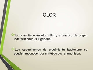 OLOR
La orina tiene un olor débil y aromático de origen
indeterminado (sui generis)
Los especímenes de crecimiento bacteriano se
pueden reconocer por un fétido olor a amoniaco.
 